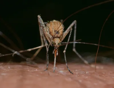 Комары: красивые фотографии для скачивания