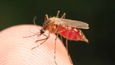 Комары: фото в разных форматах