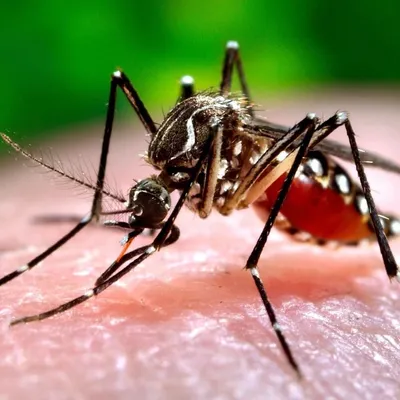Удивительные детали Комара: фотографии в увеличении
