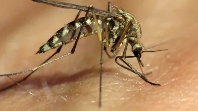 Красота Комара: захватывающие фотографии в макро