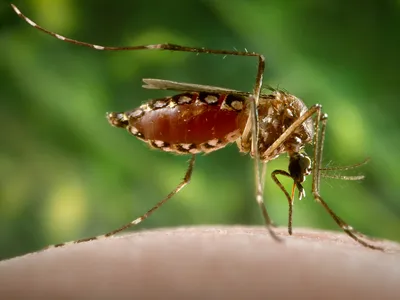 Загадочный Комар: фотографии, раскрывающие его тайны