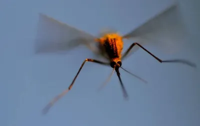 Уникальные фотографии Комара: детали, которые вы никогда не видели