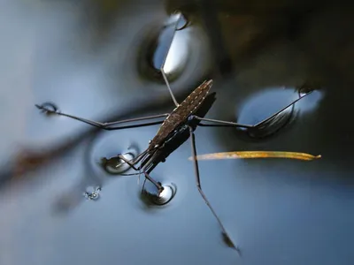 Магия Комара: фотографии, погружающие в его мир