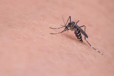 Волшебство Комара: фотографии, погружающие в его мир