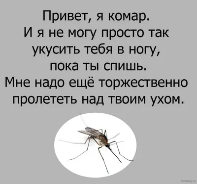 Комары приколы  фото