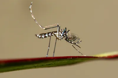 Фото комаров для статьи