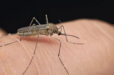 Фотографии комаров: искусство запечатлеть непостижимое
