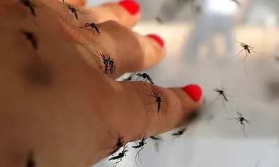 Комары в фокусе: захватывающие кадры из мира насекомых