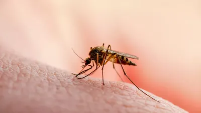Фотографии комаров: красота в мельчайших деталях