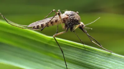 Мир комаров на фото: загадочные создания в объективе