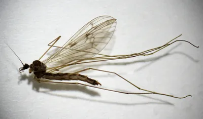 Фотографии комаров: искусство поймать момент
