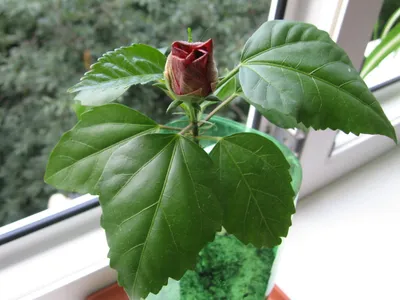 Эффектное фото комнатной розы с выбором размера