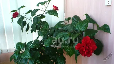 Привлекательная фотография комнатной розы со множеством форматов для скачивания