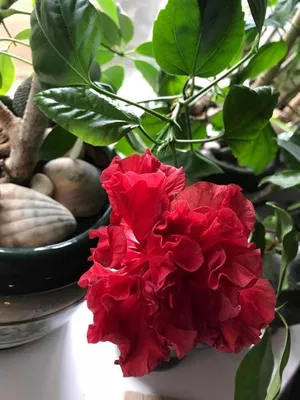 Фотография розы, которая добавит красоты вашему экрану с выбором размера
