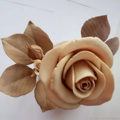 Стильное фото комнатной розы, чтобы вас вдохновить