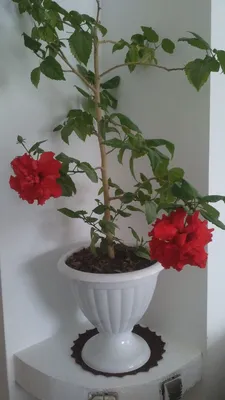 Качественное фото дерева комнатной розы в формате webp