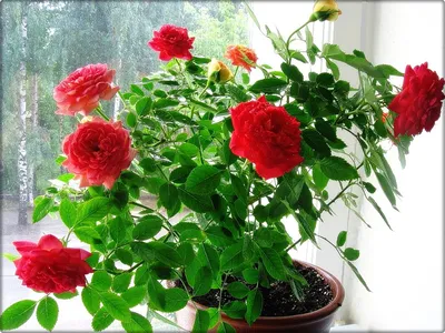 Фото комнатной розы: уход и секреты успешного выращивания