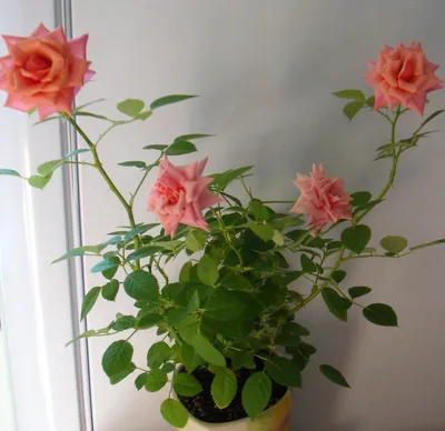 Фотография комнатной розы: советы по уходу и декорированию