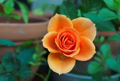 Фотка комнатной розы: выберите нужный размер и формат изображения