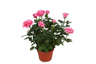 Изображение комнатной розы: выберите формат и скачайте бесплатно