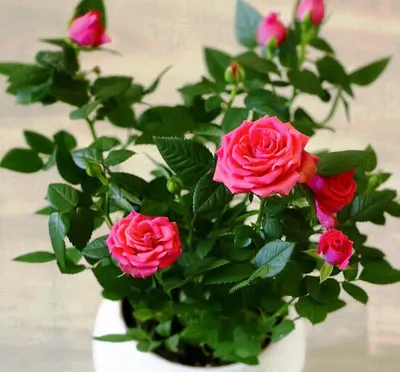 Фотография комнатной розы: уход и подсказки по укоренению черенков