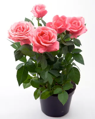 Комнатная роза уход: фото и секреты профессионалов садоводства