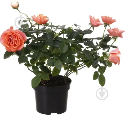 Фото, изображающее красоту комнатной розы