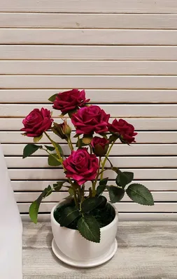 Картинка комнатной розы: скачайте в webp формате