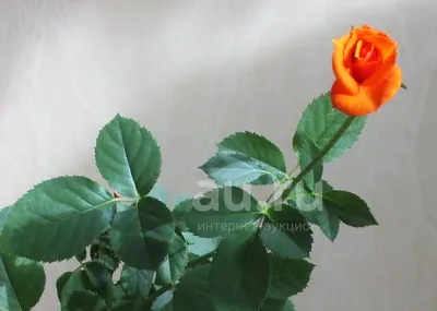 Фото розы: выберите размер и формат