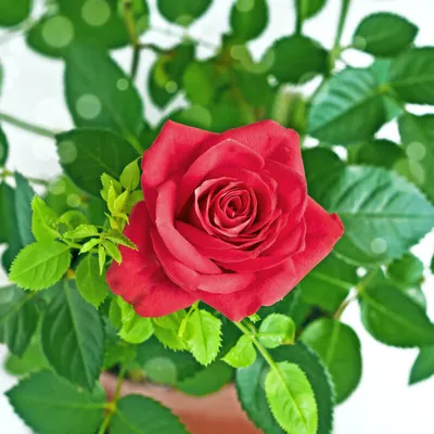 Фотография комнатной розы в hdr формате