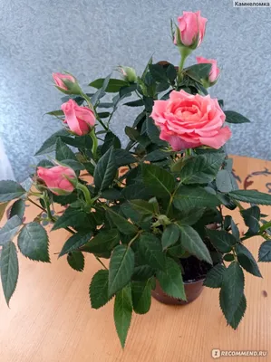 Роскошная фотография комнатной розы для скачивания