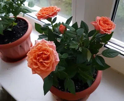 Фото розы в разных размерах