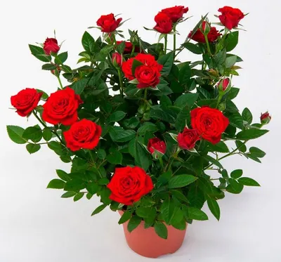 Фото комнатной розы: выберите размер изображения