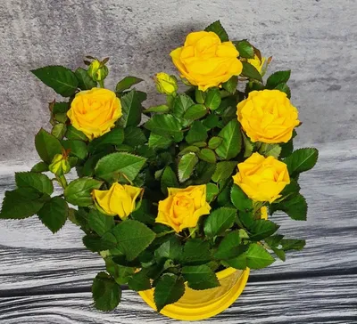 Фотография комнатной розы, воплощающая ее красоту