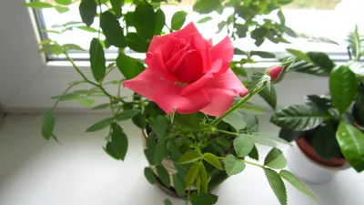 Комнатная роза в формате webp для вашего удовольствия