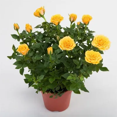 Изображение розы для скачивания в webp формате