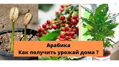 Уникальное украшение интерьера: Комнатное кофейное дерево