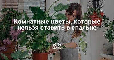 Фотка в хорошем качестве: Растения, которые поднимают настроение в спальне