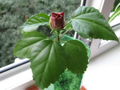 Фотография китайской розы: выберите размер и формат для загрузки