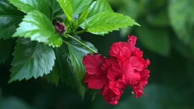 Фотография комнатного растения китайская роза: выберите формат и сохраните картинку