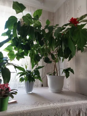 Фото и изображение комнатного растения китайская роза: сохраняйте в разных форматах
