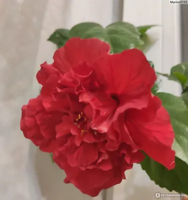 Фотка комнатного растения китайская роза: выберите нужный формат и скачайте изображение