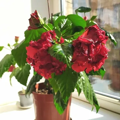 Фото и изображение комнатного растения китайская роза: выбирайте размер и формат для сохранения