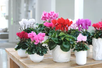 Зимний цветок: Фото цветущих комнатных растений
