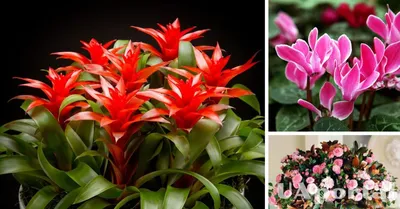 Зимний аромат: Фотографии цветущих комнатных растений