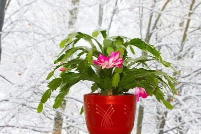 Зимний сад в вашем доме: Фотографии цветущих растений