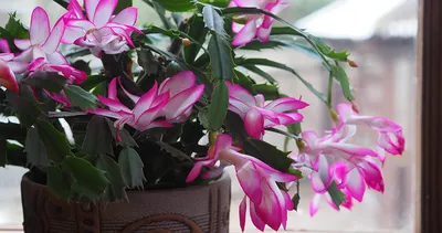 Выберите свой стиль: Фото цветущих растений в зимнем декоре