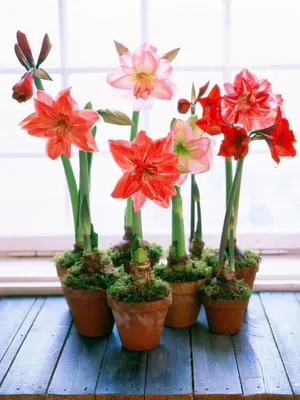 Идеи для дома: Фотографии цветущих комнатных растений зимой