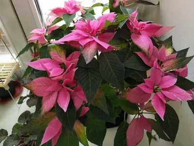 Вдохновение зимой: Фото цветущих растений для дома