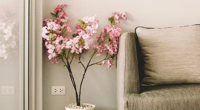 Зимний интерьер: Фотографии цветущих комнатных растений
